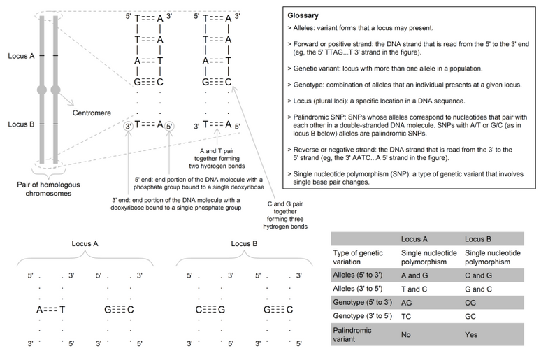 Schematic representation of chromosomes, DNA and genetic variants in a diploid cell. From Hartwig et al., with permission.
