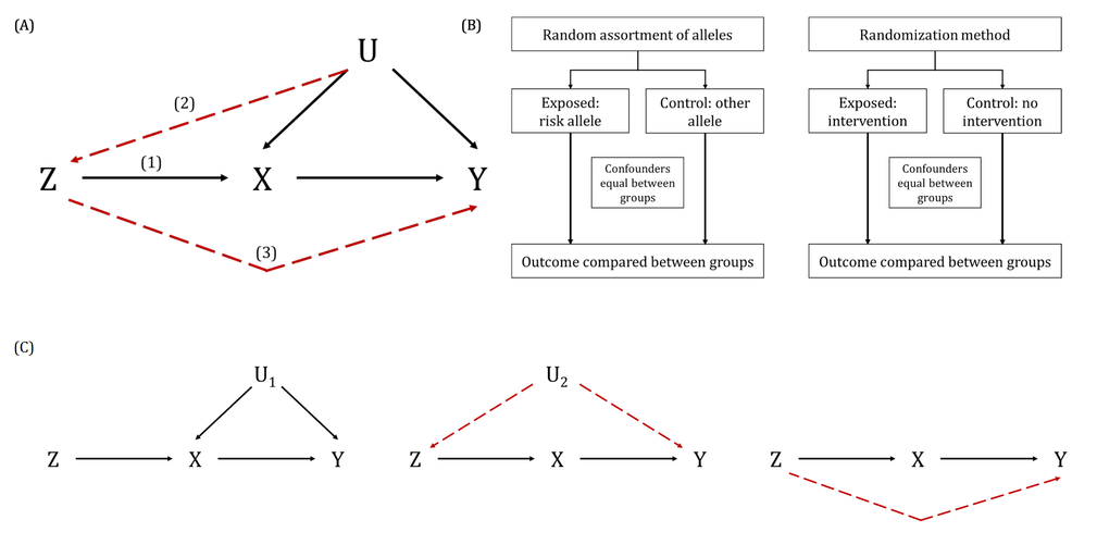 One-sample Mendelian randomization. (A) MR relies on the following three core assumptions: (1) the genetic variant(s) being used as an instrument (Z) is associated with the exposure (X); (2) the instrument in independent of measured and unmeasured confounders (U) of the association between the exposure (X) and outcome (Y); and (3) there is no independent pathway between the instrument (Z) and outcome (Y) other than through the exposure (X) – otherwise known as horizontal pleiotropy or the exclusion restriction assumption. (B) MR can be perceived as being analogous to a randomized controlled trial (RCT), whereby the random assortment of alleles at conception is equivalent to the randomization method with an RCT. This randomization process produces groups of individuals who differ with respect to the intervention (in the case of MR, genetic variation) and between which confounders are equally distributed. Therefore, any differences observed in the outcome of interest between these randomly allocated groups should be due to the exposure with which the genetic variant(s) are associated. (C) In the most simple of scenarios, the causal estimate of the association between the exposure (X) and outcome (Y) can be derived using the instrumental variable ratio method (otherwise known as the Wald ratio), where 𝛽𝐼𝑉 is the causal estimate derived from instrumental variable (i.e., MR) analyses, 𝛽𝑌𝑍 is the association between the instrument (Z) and the outcome (Y) and 𝛽𝑋𝑍 is the association between the instrument (Z) and the exposure (X).