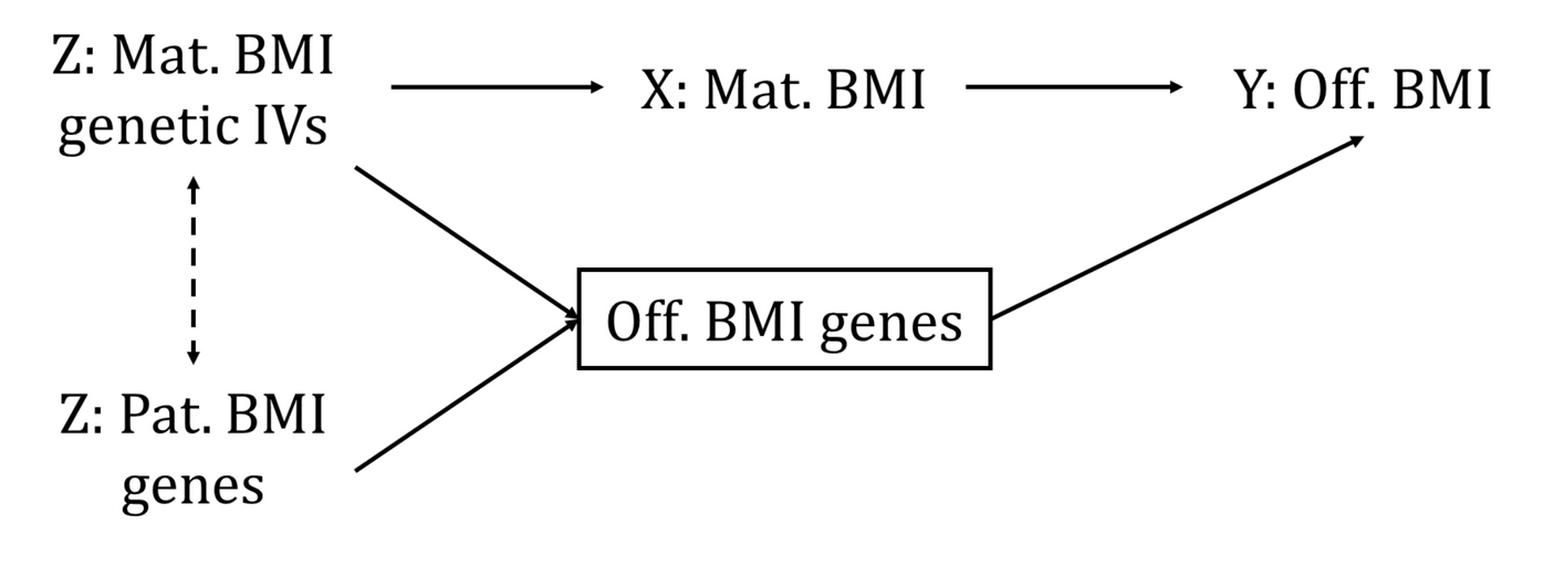 Collider bias. This figure illustrates collider bias in an MR study exploring the effect of maternal pregnancy body mass index (X: Mat. BMI) on offspring body mass index in later adult life (Y: Off. BMI). There is a clear violation of the assumption that the genetic instrumental variable (Z: Mat. BMI genetic IVs) is not related to the outcome (Y) other than via the exposure (X). It is clear that maternal BMI genetic IVs will influence offspring BMI genes (Off. BMI genes), which in turn will influence offspring BMI. This path can be blocked by adjusting for offspring genetic variants (this is illustrated by the box around offspring BMI genes). However, both maternal and paternal BMI genes (Z: Pat. BMI genes) ‘collide’ on offspring BMI genes and this generates a spurious association between maternal and paternal BMI genes. As only maternal and paternal BMI genes determine offspring BMI genes once we condition maternal genes on offspring genes, we know to some extent what paternal genotype is (e.g., if mother is a homozygote for a BMI increasing allele at a gene and offspring is heterozygous at the same gene, then dad must be heterozygous or homozygous for the alternative (not BMI increasing) allele). If it is not possible to condition on paternal genotype (which is often the case) and paternal BMI genes directly influence offspring BMI, this collider bias will bias the MR analysis of maternal pregnancy BMI on subsequent offspring BMI (26).